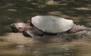 Snapping turtle (Hackensack River, NJ)